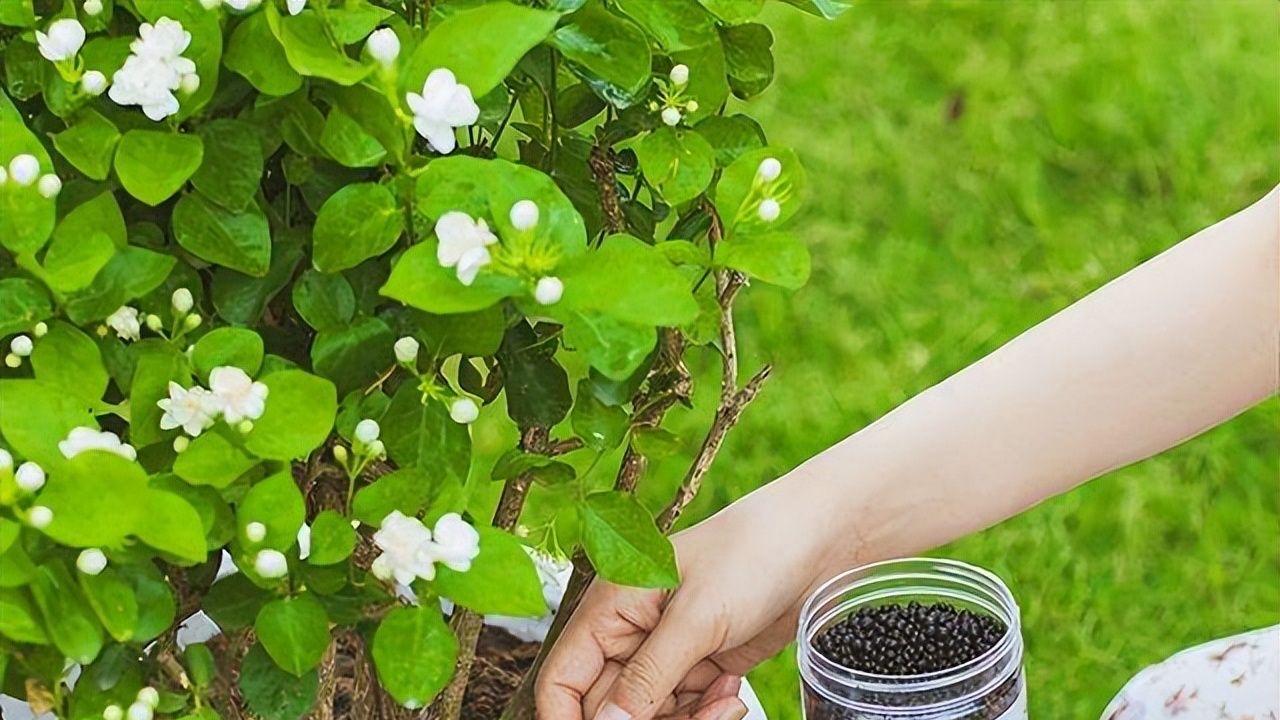 三招让茉莉花不停开, 花多叶绿真美