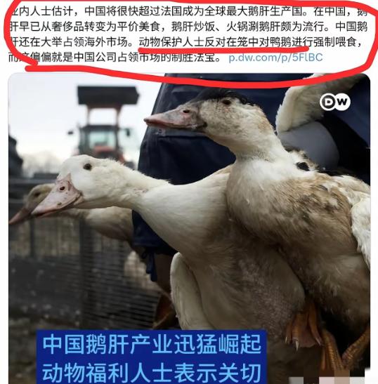 简直离谱！中国鹅肝产量刚反超法国拿下全球第一，欧洲的动保组织就集体炸锅了，一口一