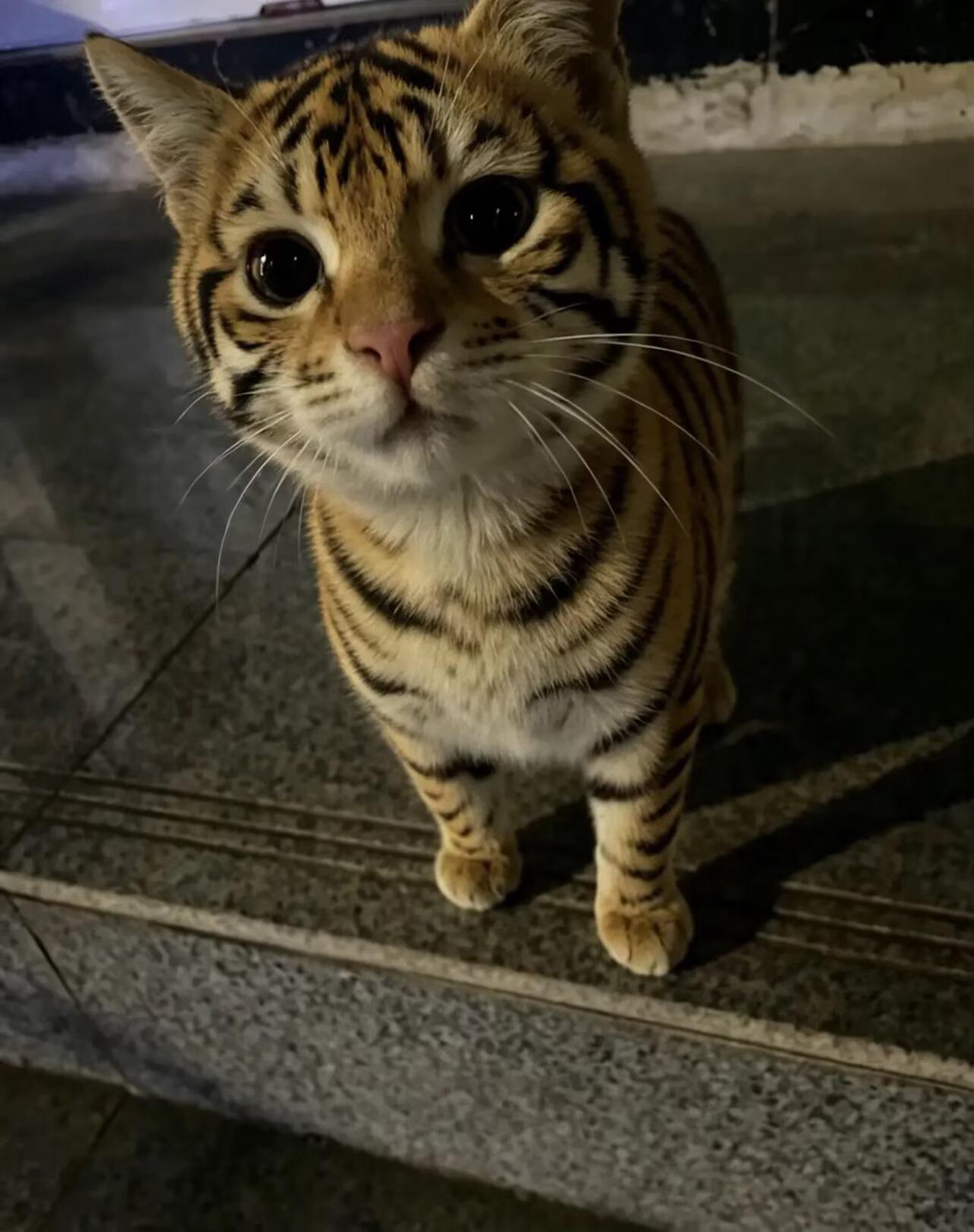 总是为了路边的小猫驻足会不会太幼稚了