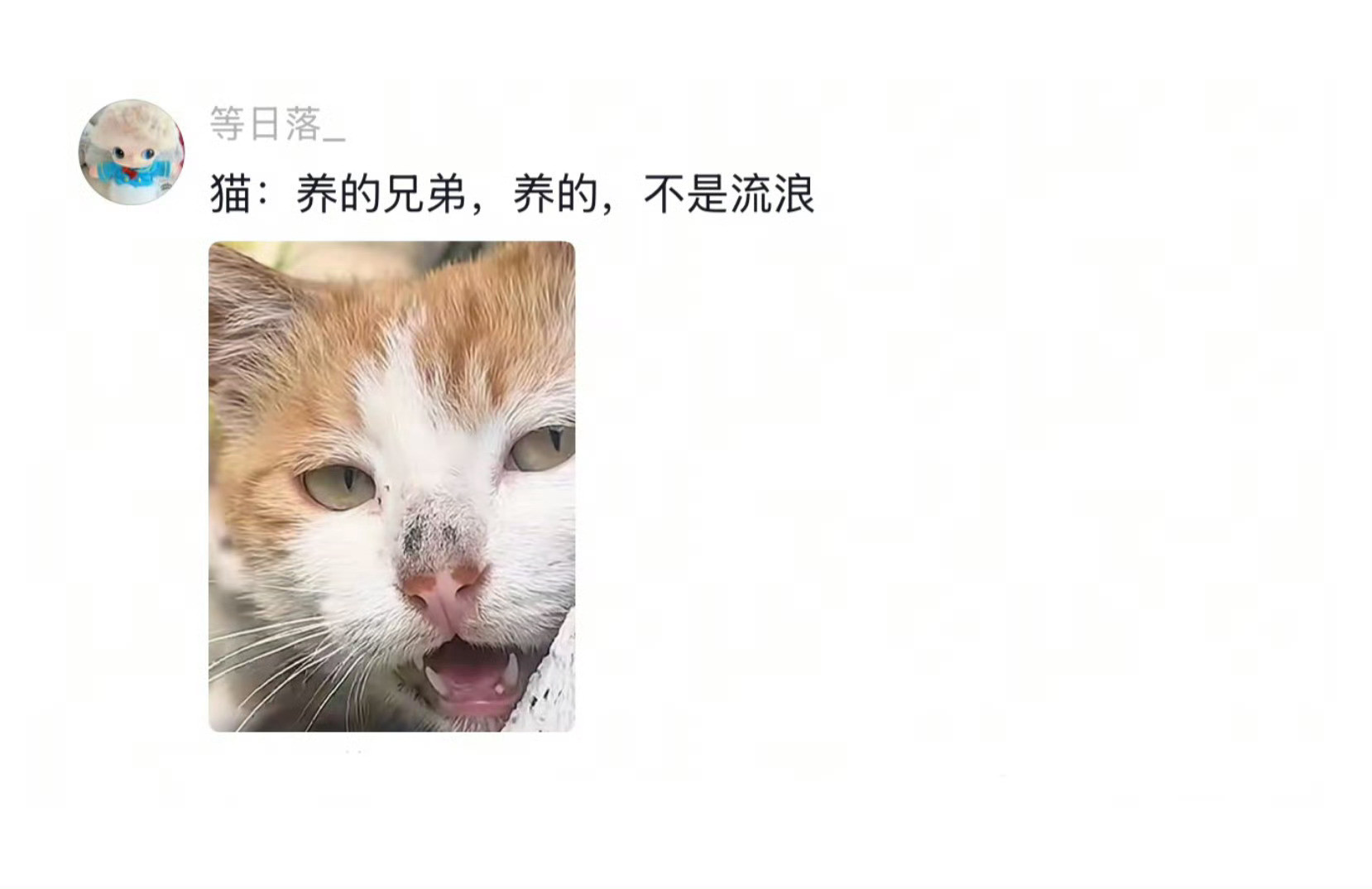 猫界已经传开人类偷孩子了🐈：“两脚兽。你想干什么”​​​