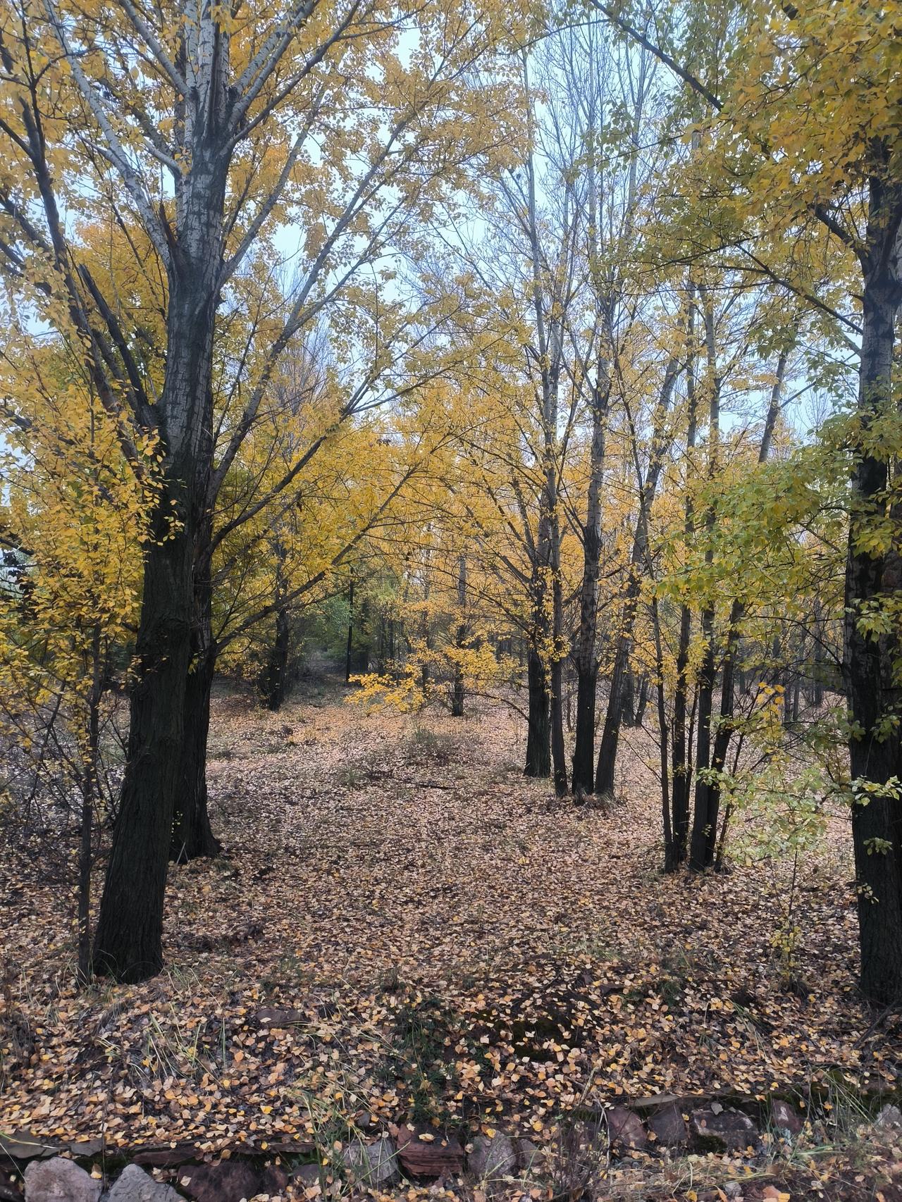 有没有发现，看动物世界，所有的食草动物，比如斑马丶角马，当然也包括我们所常见的牛