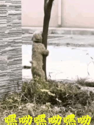 上班的路上看到一只狗狗，抱着一棵树，不停地抖动。路人指指点点纷纷躲着走，它究竟在