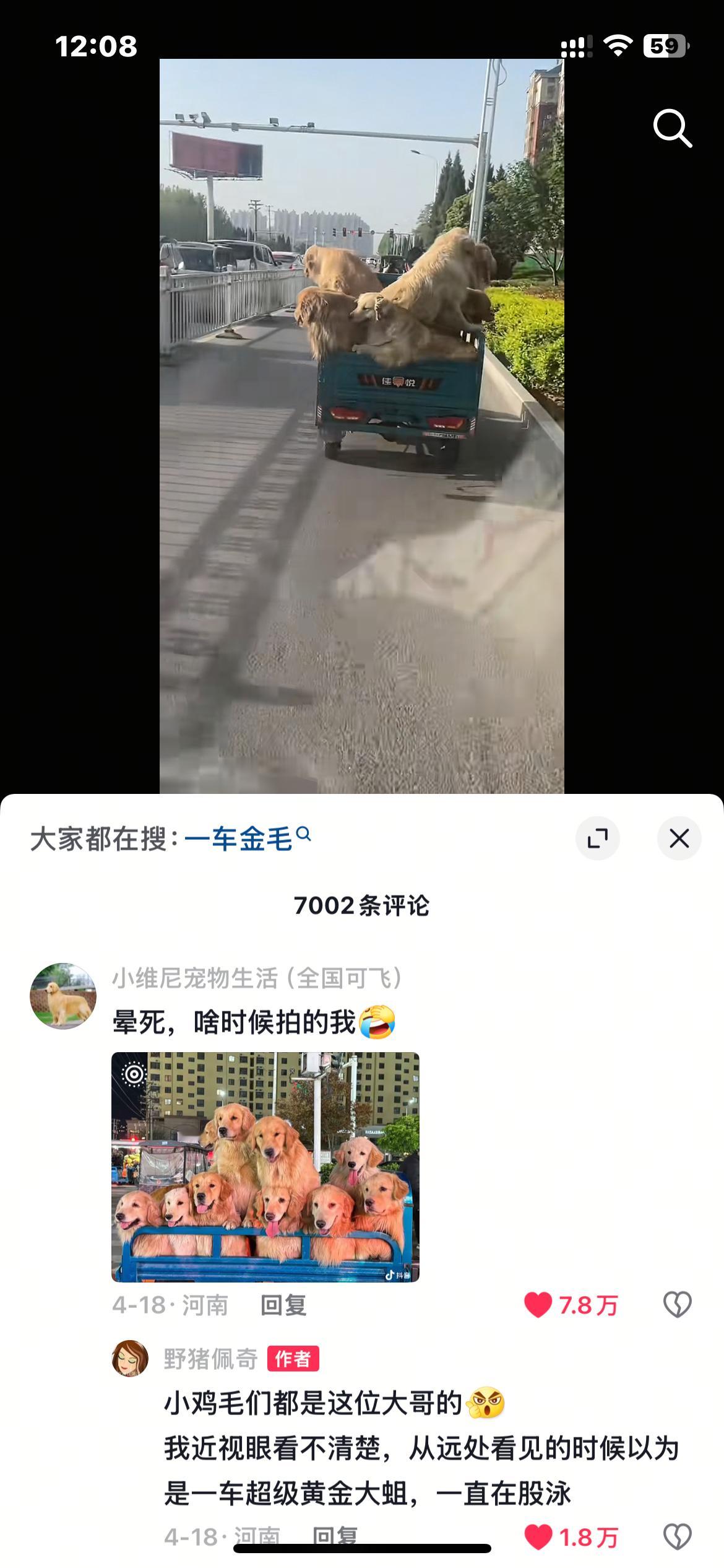 哈哈哈哈哈哈哈哈一车大金毛这也太萌了​​​