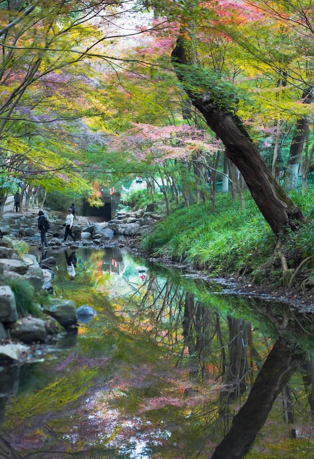 九溪烟树今日份九溪烟树九溪烟树九溪徒步自然拍摄倡议上有天堂下有苏杭九溪