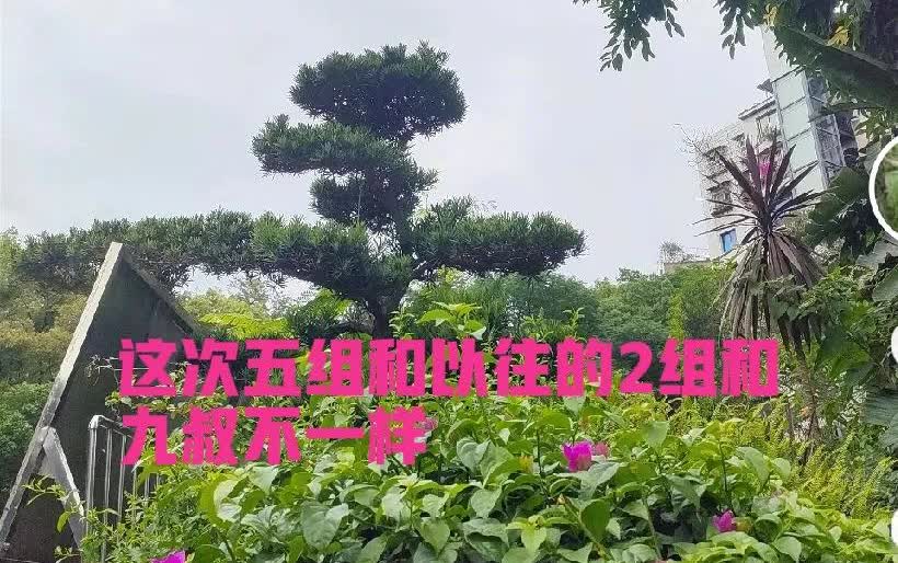 柴桑大姐直言，大家有没有发现这次五组跟以往的二组和九组不一样呀？感觉这次