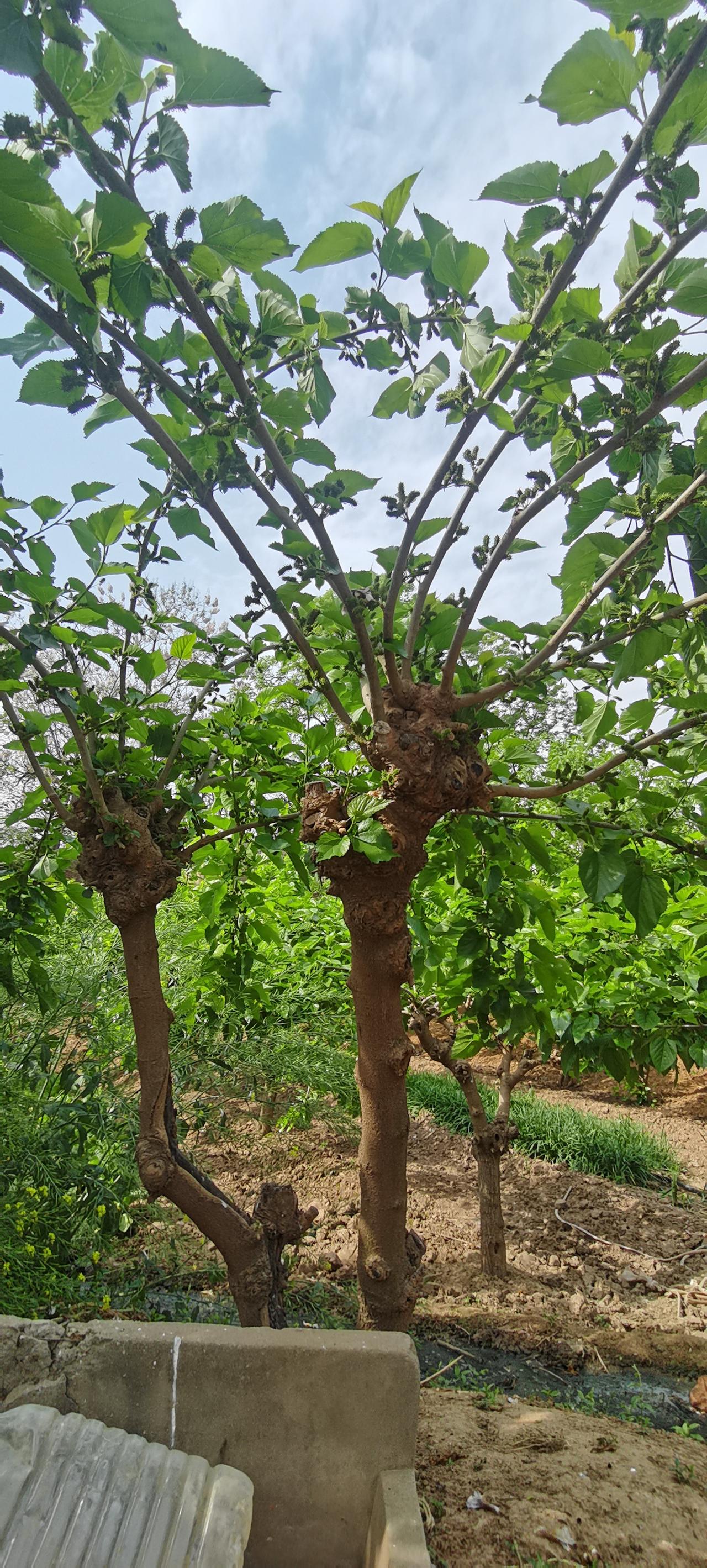 晒图笔记大赛桑葚即将成熟了。