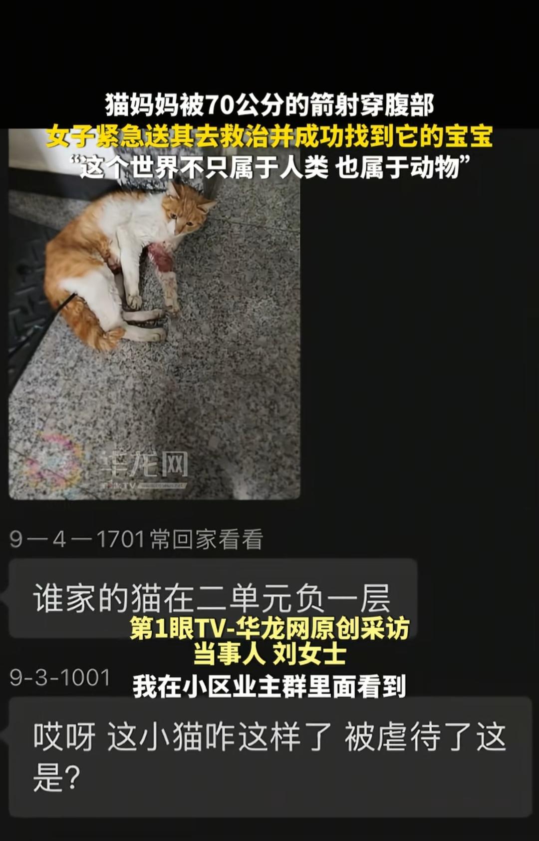 泪目！河北，一只刚生产完的猫妈妈，竟遭人用一支70公分长的箭残忍射穿整个腹部，满