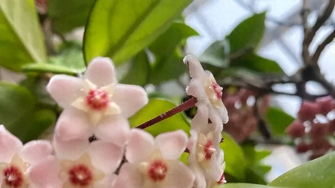 一年四季有花看, 花量不多, 香味却很浓, 这花怎么样?