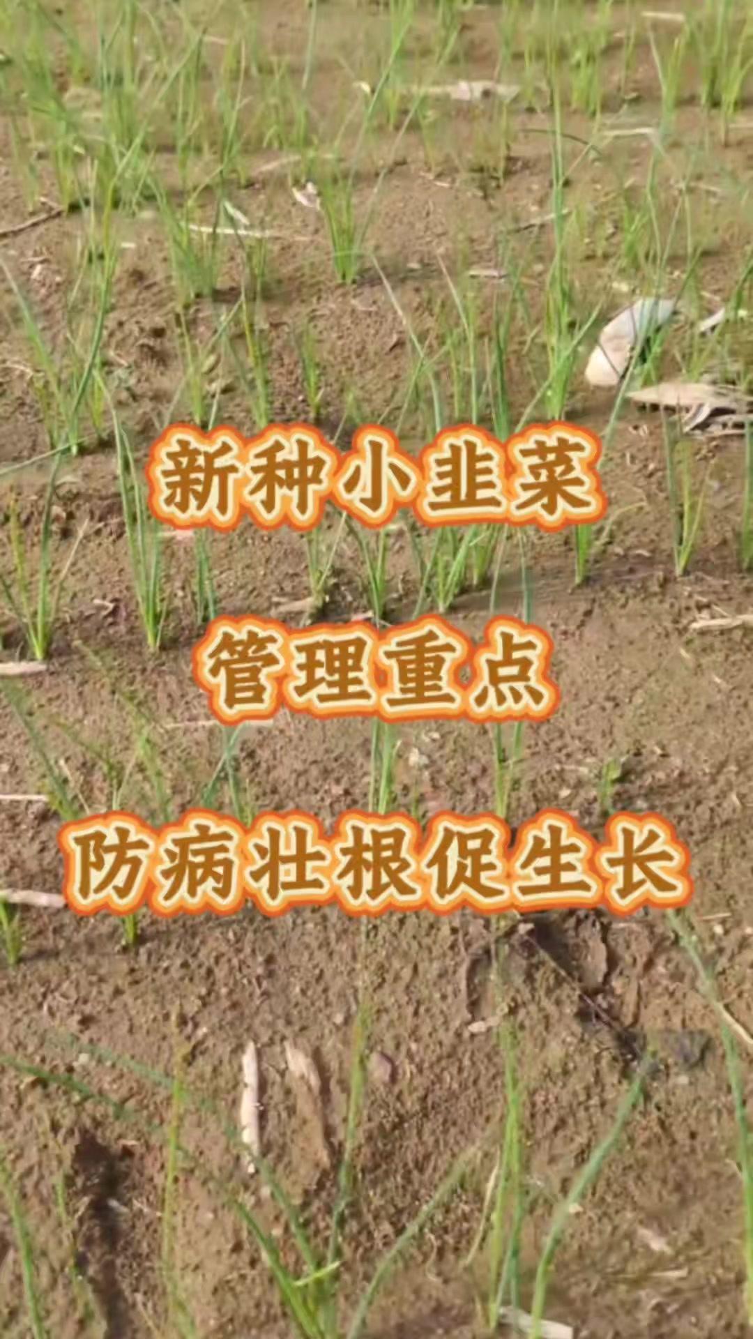 🌱新种小韭菜出苗后病害防控是关键，尤其重茬根腐地块需重视。幼苗根弱抗病差，病菌