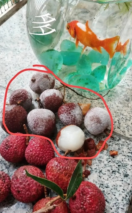 我妈刷短视频学了邪门吃法，把整筐荔枝塞进冰柜。今儿打开冰箱好家伙，荔枝冻得跟石头