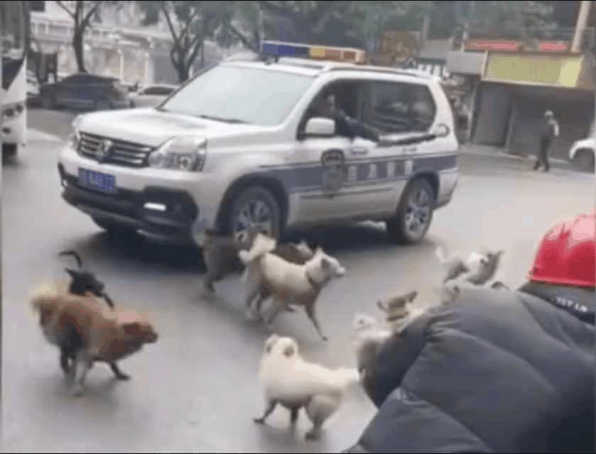 流浪狗群横冲直撞且有领地意识，进入其范围可能被攻击！处理好流浪狗问题，应该是城