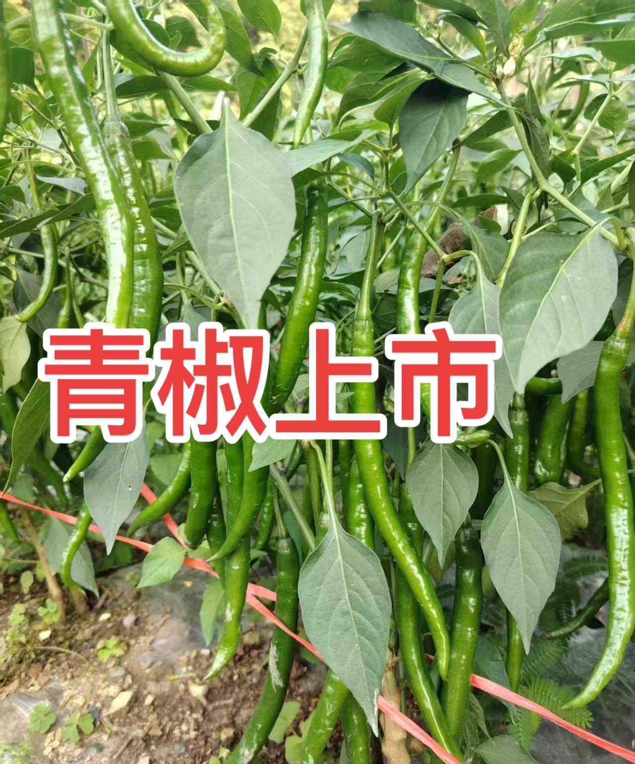 大量提供青椒！三号，七号