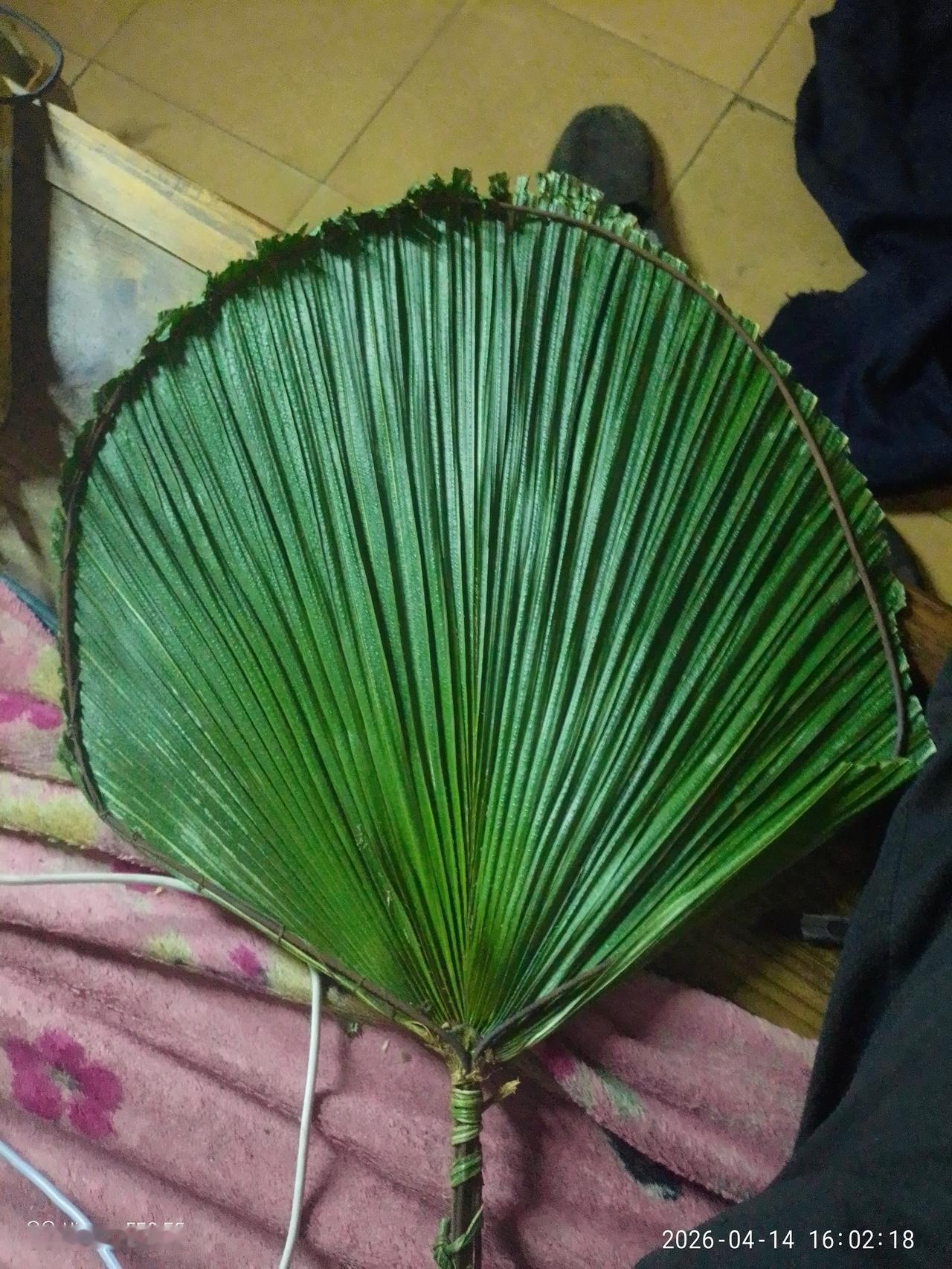 前几天折的棕榈叶，晾了两天，又放木板下面压了一天，今天下午，捡了一条钢丝，包了一