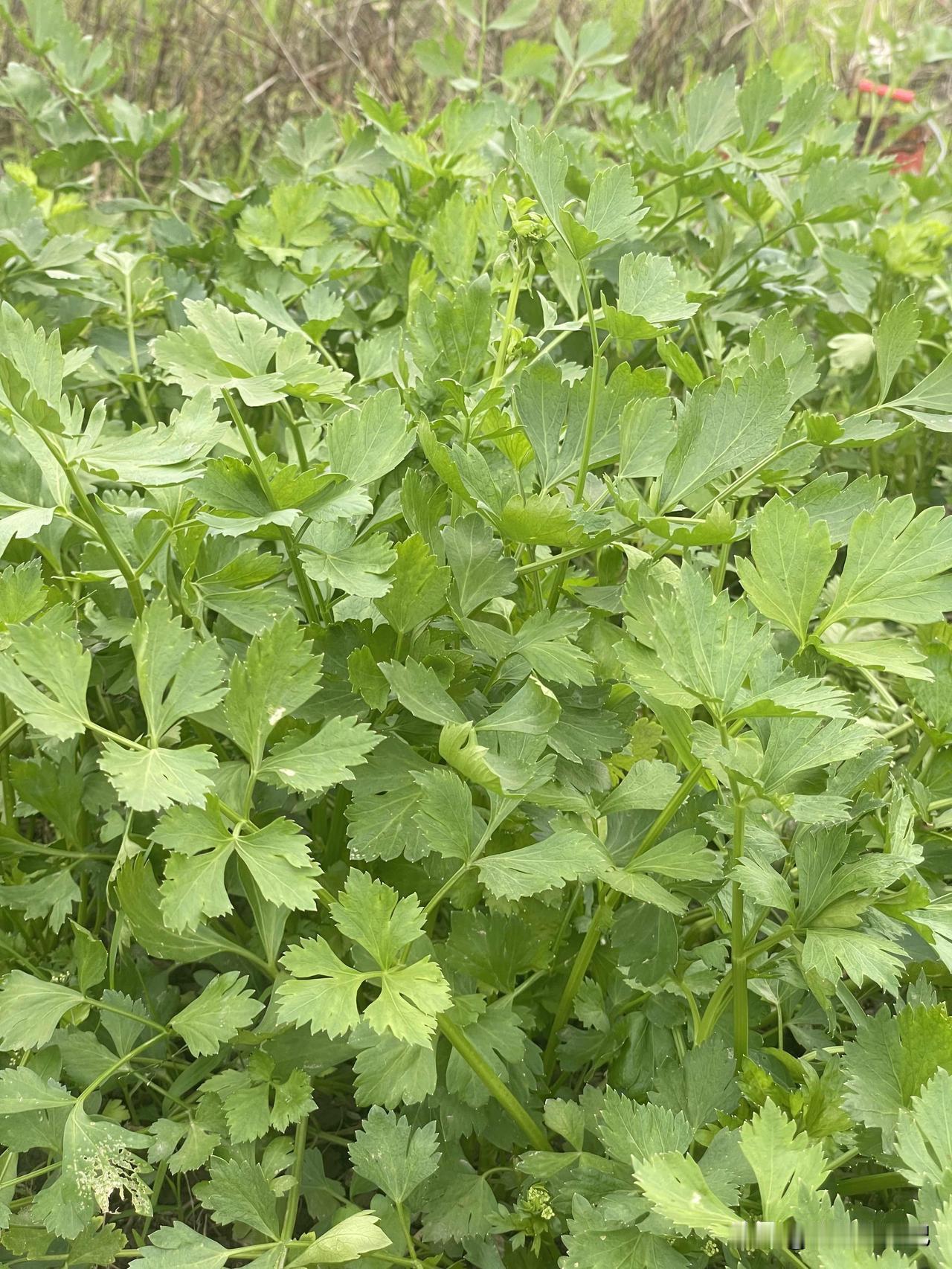 有没有农村人，看看这是芹菜还是香菜？