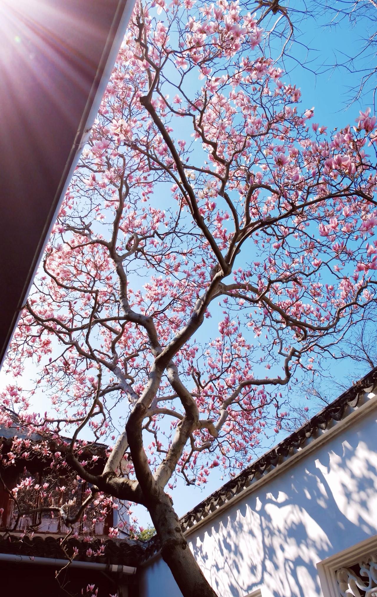 苏州春天的美，一半都是玉兰花给的。阳春三月，苏州不少园林、景点和道路旁的玉兰都