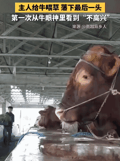 主人喂草漏掉一头牛，这牛眼神秒变“不高兴”，像极了被忘发糖的小朋友[笑着哭]