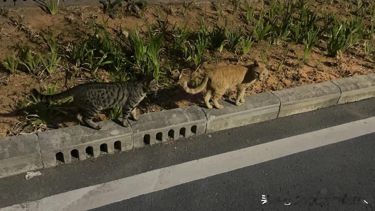 找了半天，结果猫还是在家里。上海的一名女子，带着宠物猫去办公室，结果发现猫不