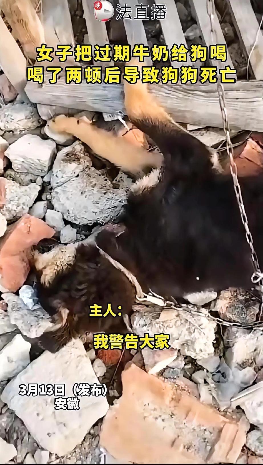 近日，安徽，一女子看家里牛奶过期，扔了觉得浪费，便喂给了自家小狗喝，没想到喂了两