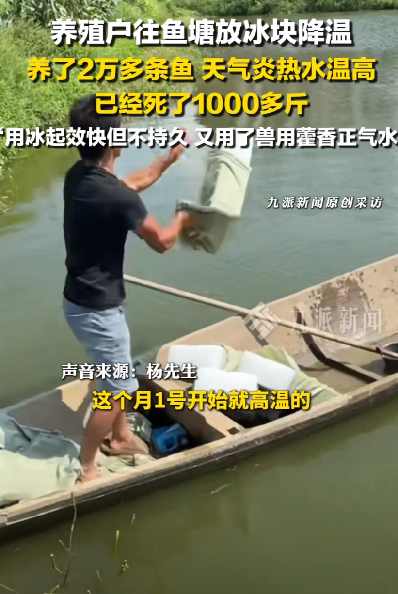 这天气热得连鱼都受不了咯！7月11日，湖南岳阳一鱼塘养殖户，为了给自家的鲈鱼降
