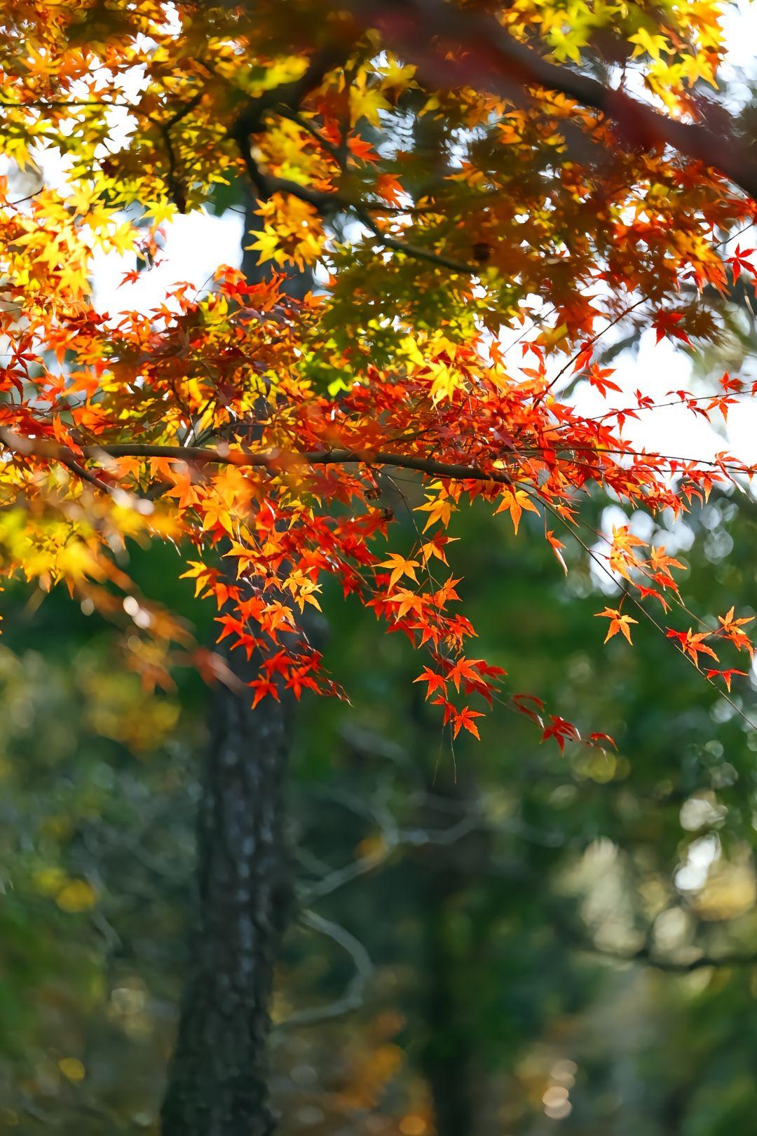 今天接待了一位南师附中高二学生的家长。这孩子其实挺优秀的，可能平时遇到问题时，需