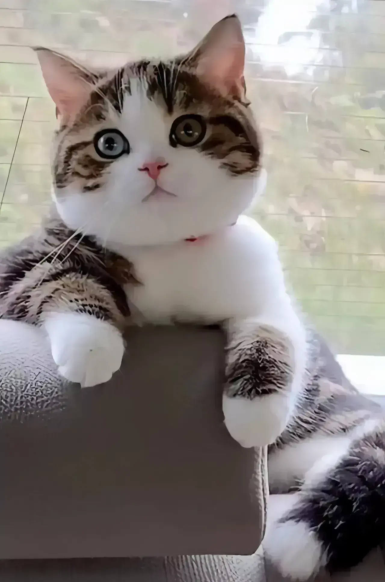 我终于知道，为什么那么多人喜欢养猫，看看下面照片中的猫咪，谁不着迷，谁不爱啊，我