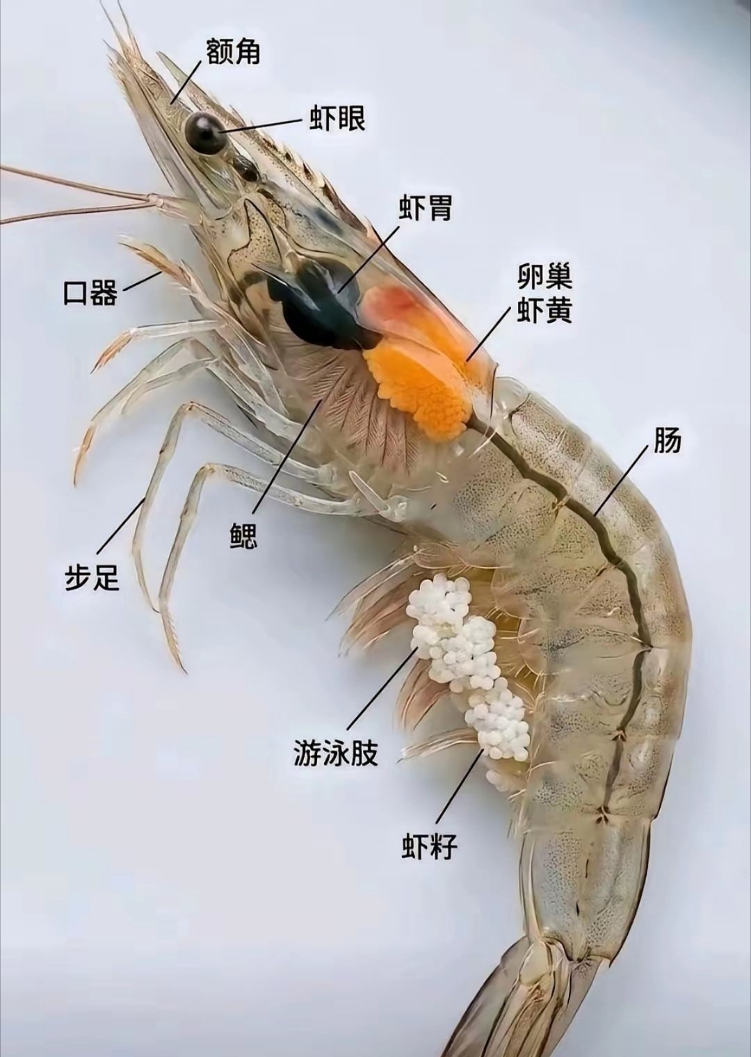 全方位了解虾的部位，哪能吃，哪不能吃