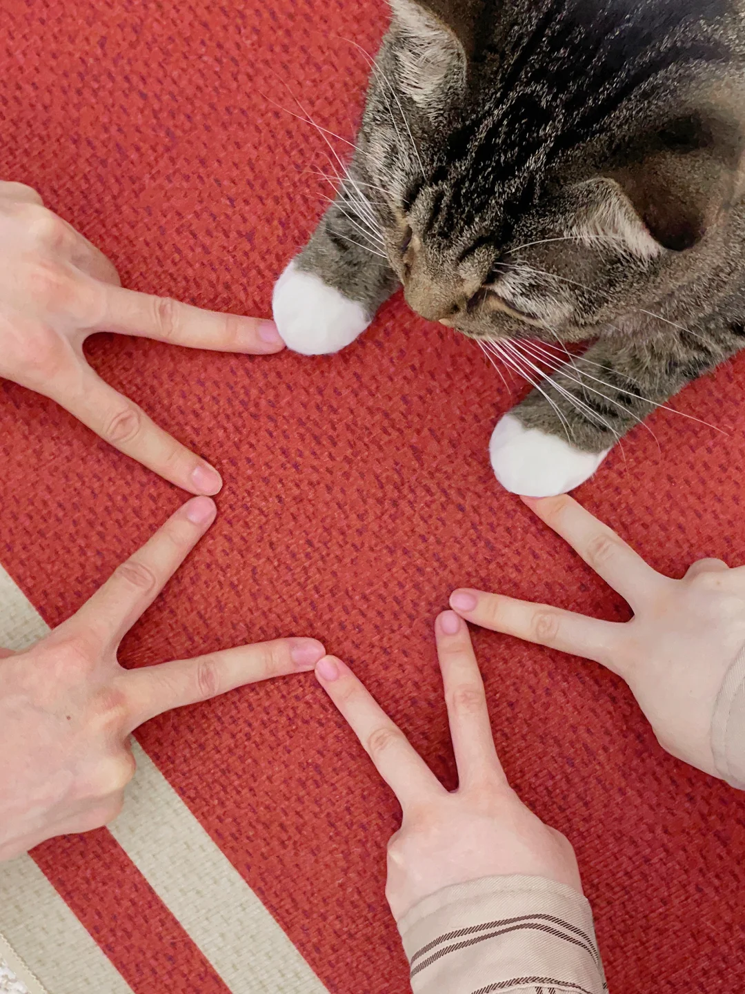 猫咪不语，只是一味的配合ฅ ˃ ᵕ ˂ ฅ