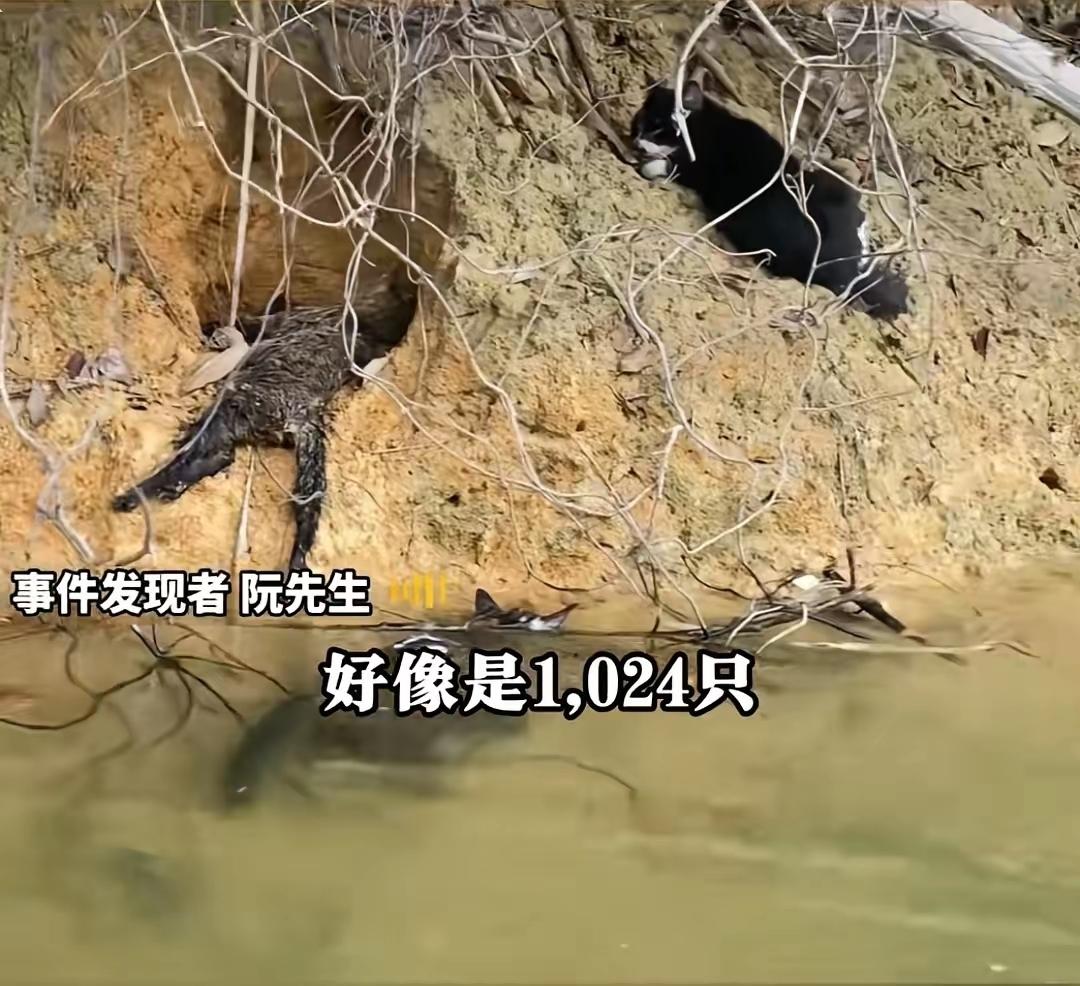 清远放生猫事件，可以说是以善之名，行恶之罪。这群人把放生包装成功德，水库边的10