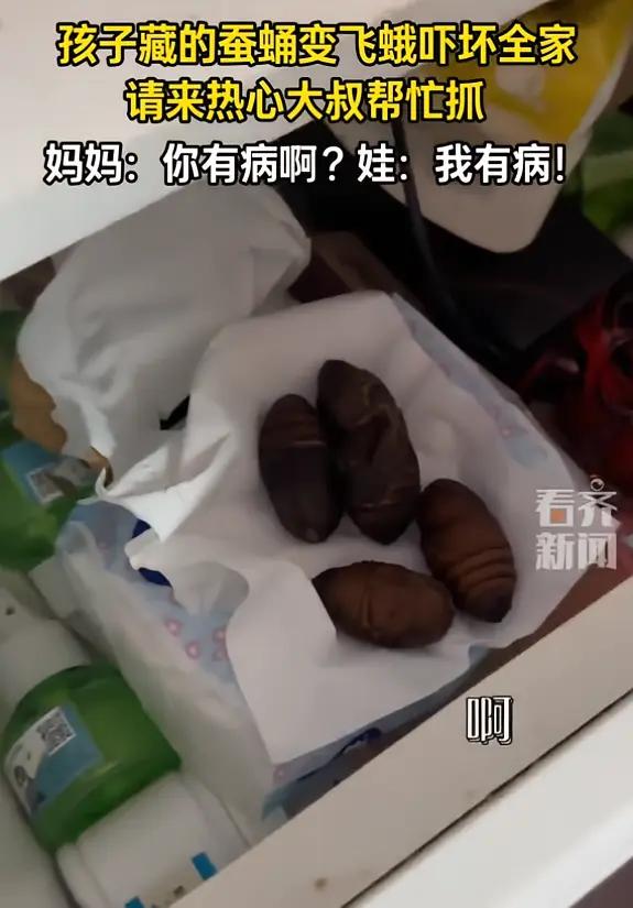 完整榜单孩子不忍心吃蚕蛹偷藏妈妈床头柜这是一则让无数人心头一紧又忍不住会