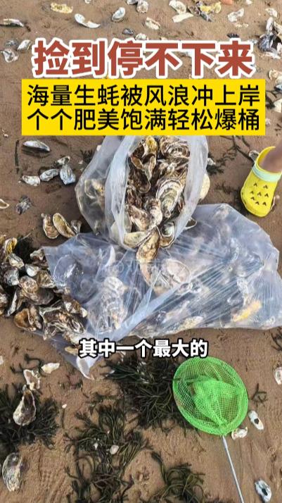 “这简直是捡钱啊！”10月4日，山东威海，一女子发现海边大量生蚝被冲上岸，赶忙动
