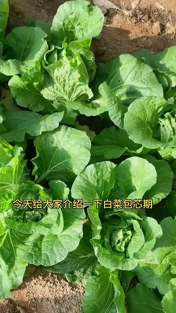 白菜包芯期注意事项。今天给大家介绍一下白菜包芯期要注意的事项。·白菜包芯期一