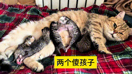 我翻来覆去看了好几遍，还专门把手机放大细看这俩小家伙。别的小猫都安安生生找个奶头