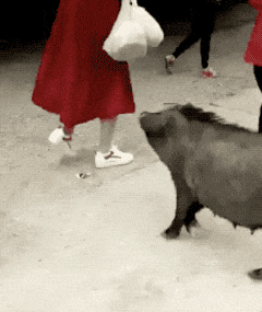 搞笑GIF: 老板有人来砸场子了, 是个女的, 砸完场子甚至还卖萌