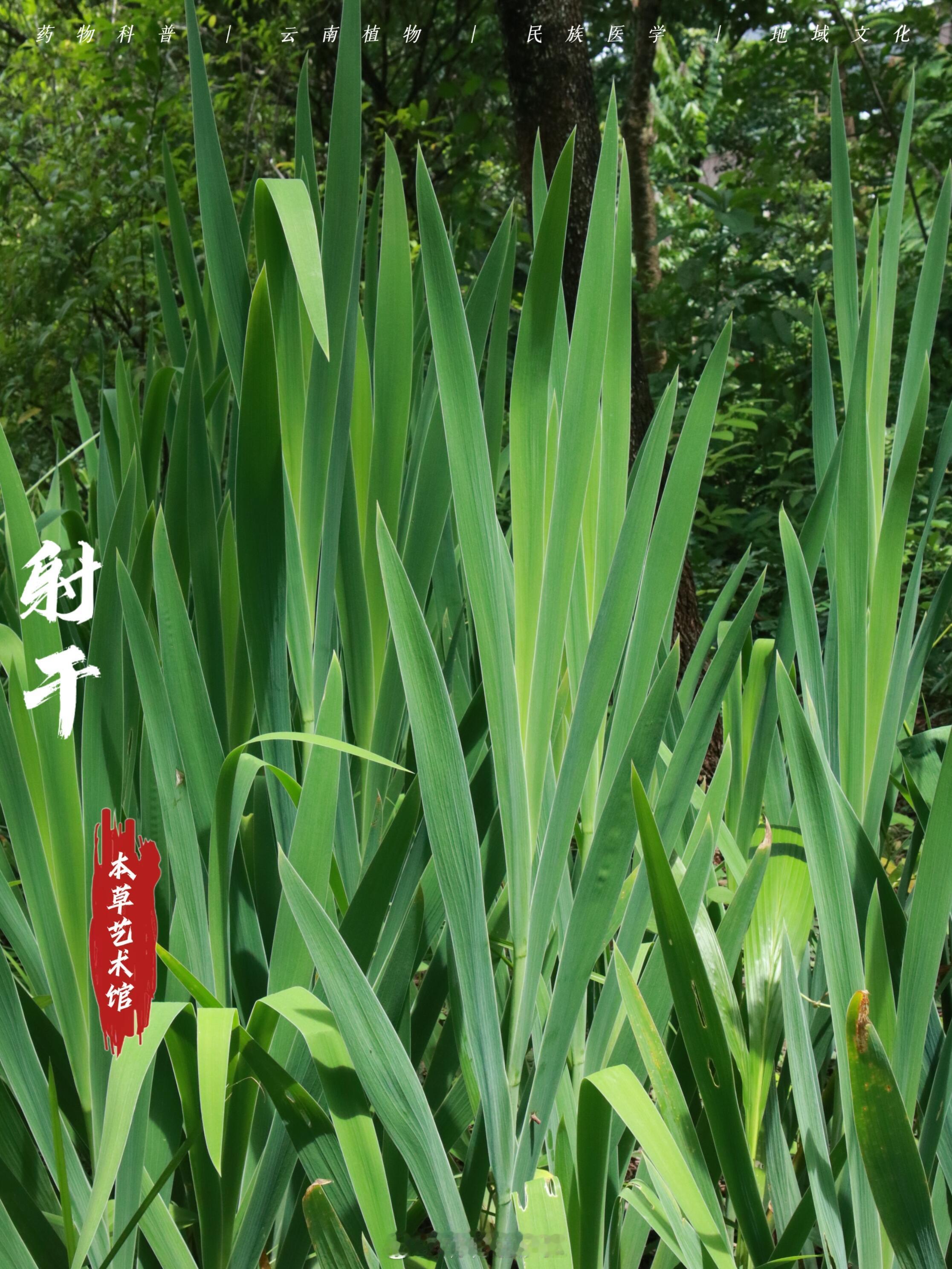 植物科普、中医养生降火奇草——射（ye）干一、植物档案1.学名射干科属：鸢尾科