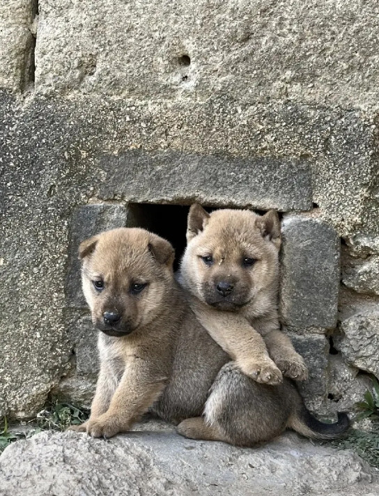 广州正式解禁中华田园犬！养过土狗的人都知道，中华田园犬这种狗狗的智商非常高，中