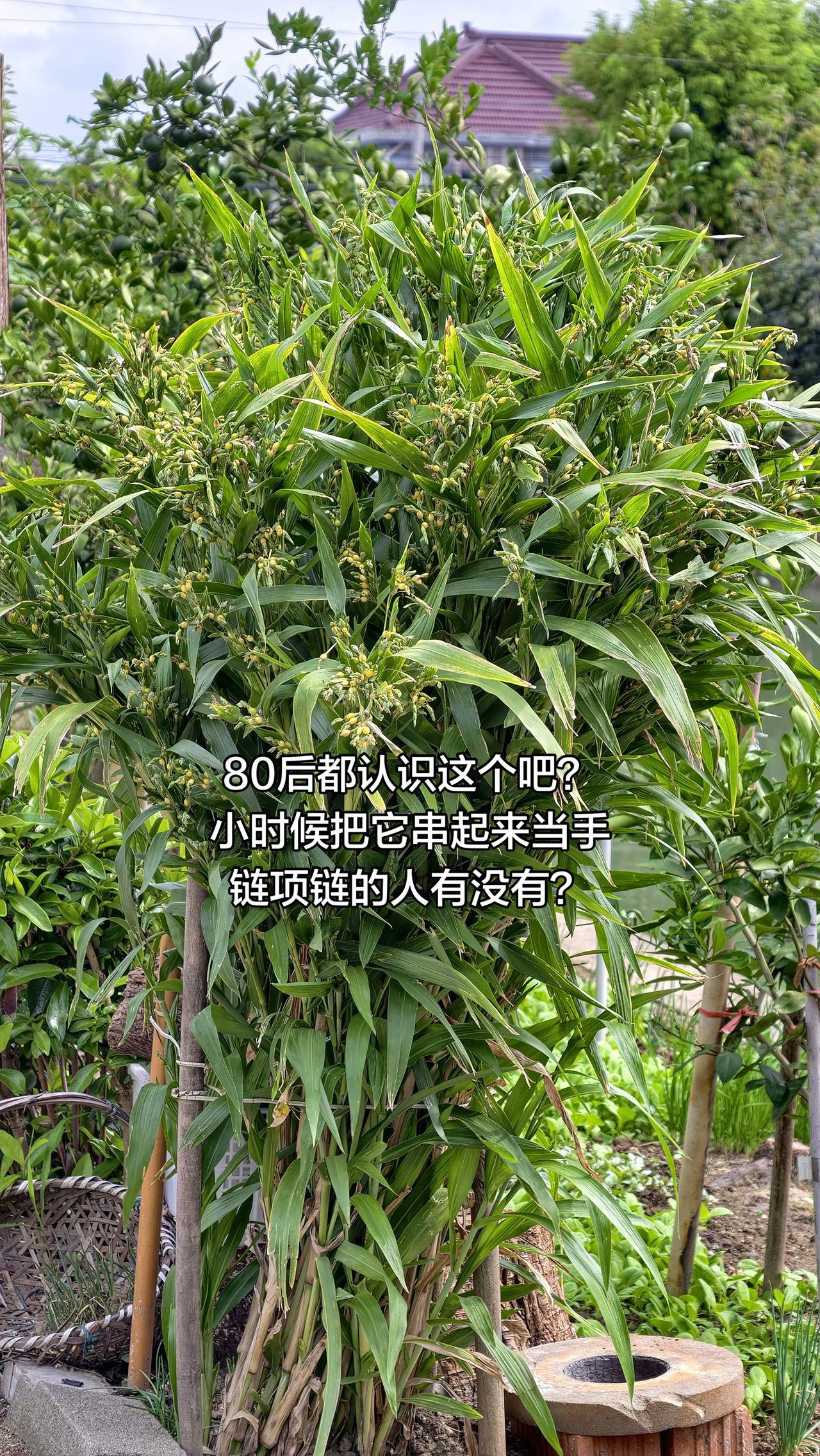 想了好久也没有想起来叫什么名字，有人还记得吗？