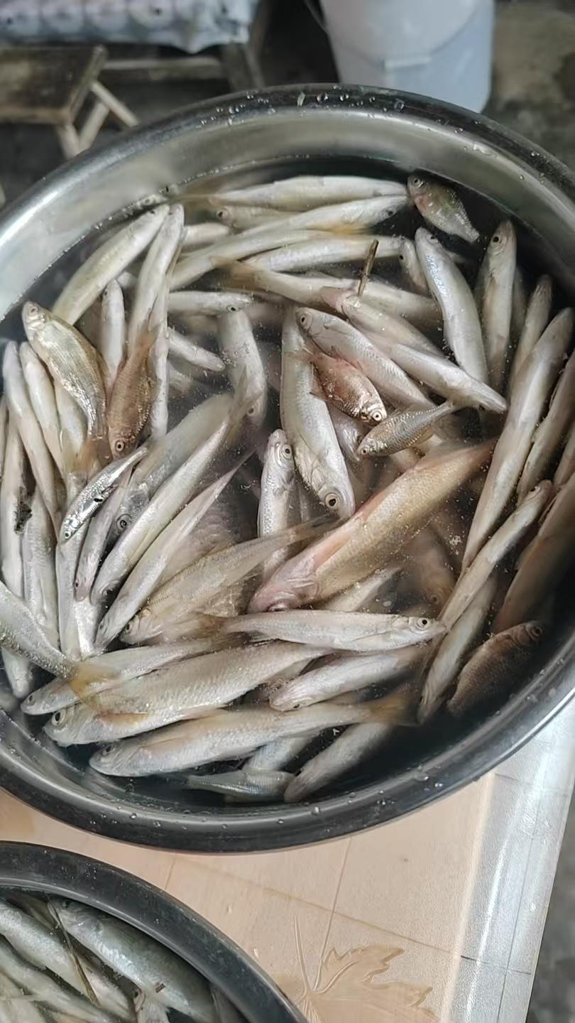 你吃过这种小鱼吗？小时候的渠沟里，长满了这种小鱼，印象中这种小鱼味道鲜美。是
