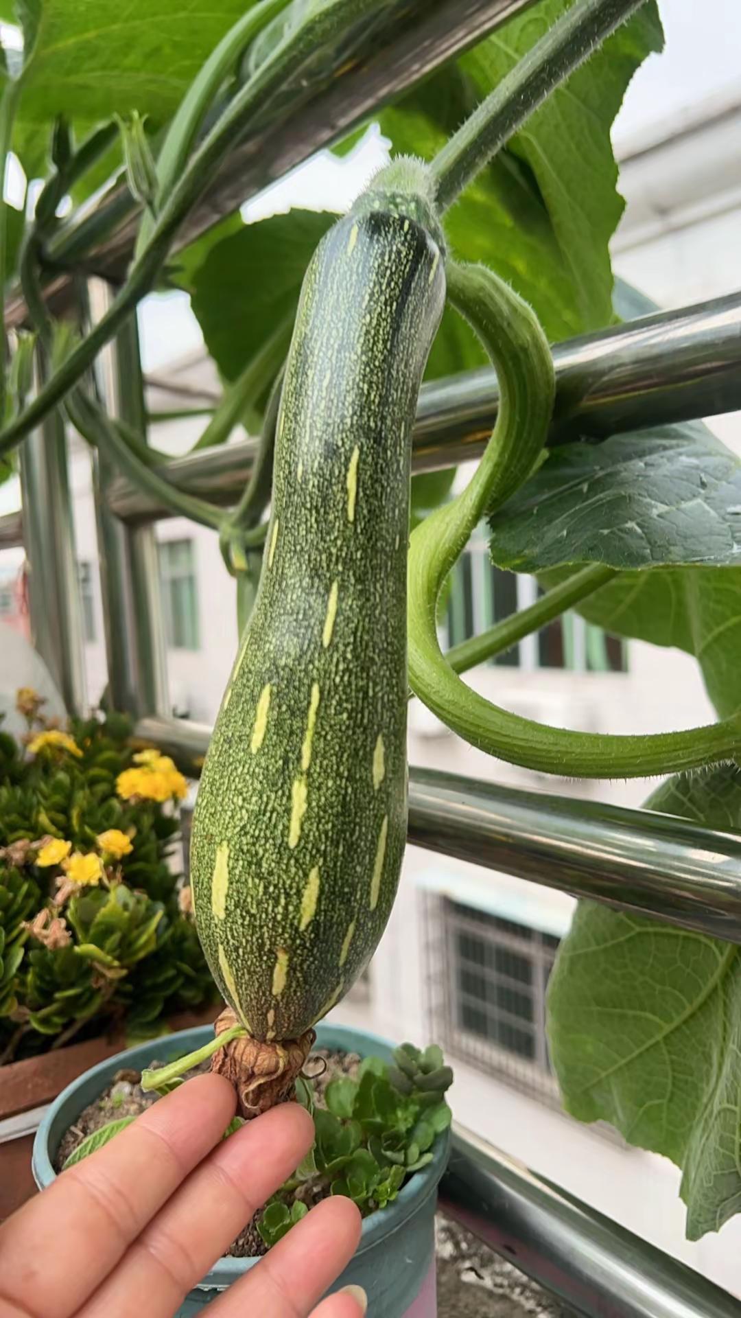 春天的草楼顶种植的乐趣
