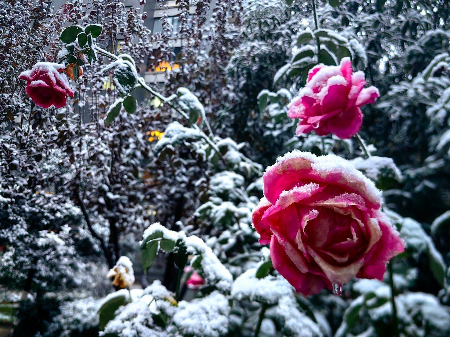 冬天就该有冬天的样子，一下雪商洛就美成了诗画仙境一下雪，22度的商洛就切换到了“