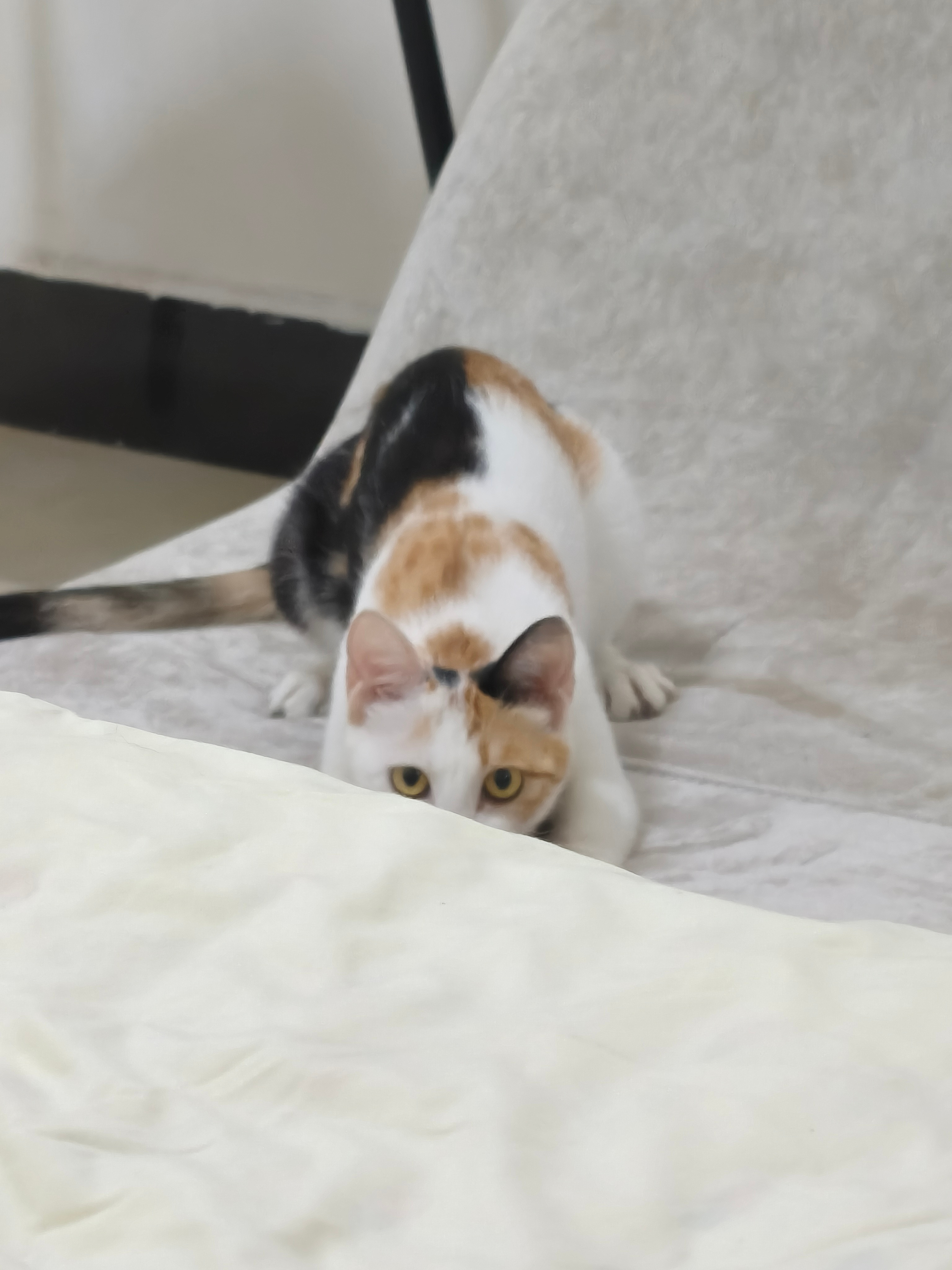 🐱窗边望风+柜子站岗+突袭