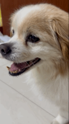 家有18岁小狗，自己动手给狗狗剪毛。每年天气热，小狗的毛发很长很稠密，很多铲