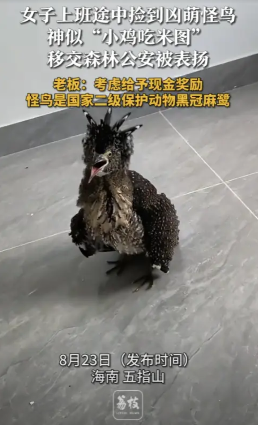 “活久见！”8月22日，海南五指山，一女子在上班路上，捡到一只非常奇怪的鸟，神似