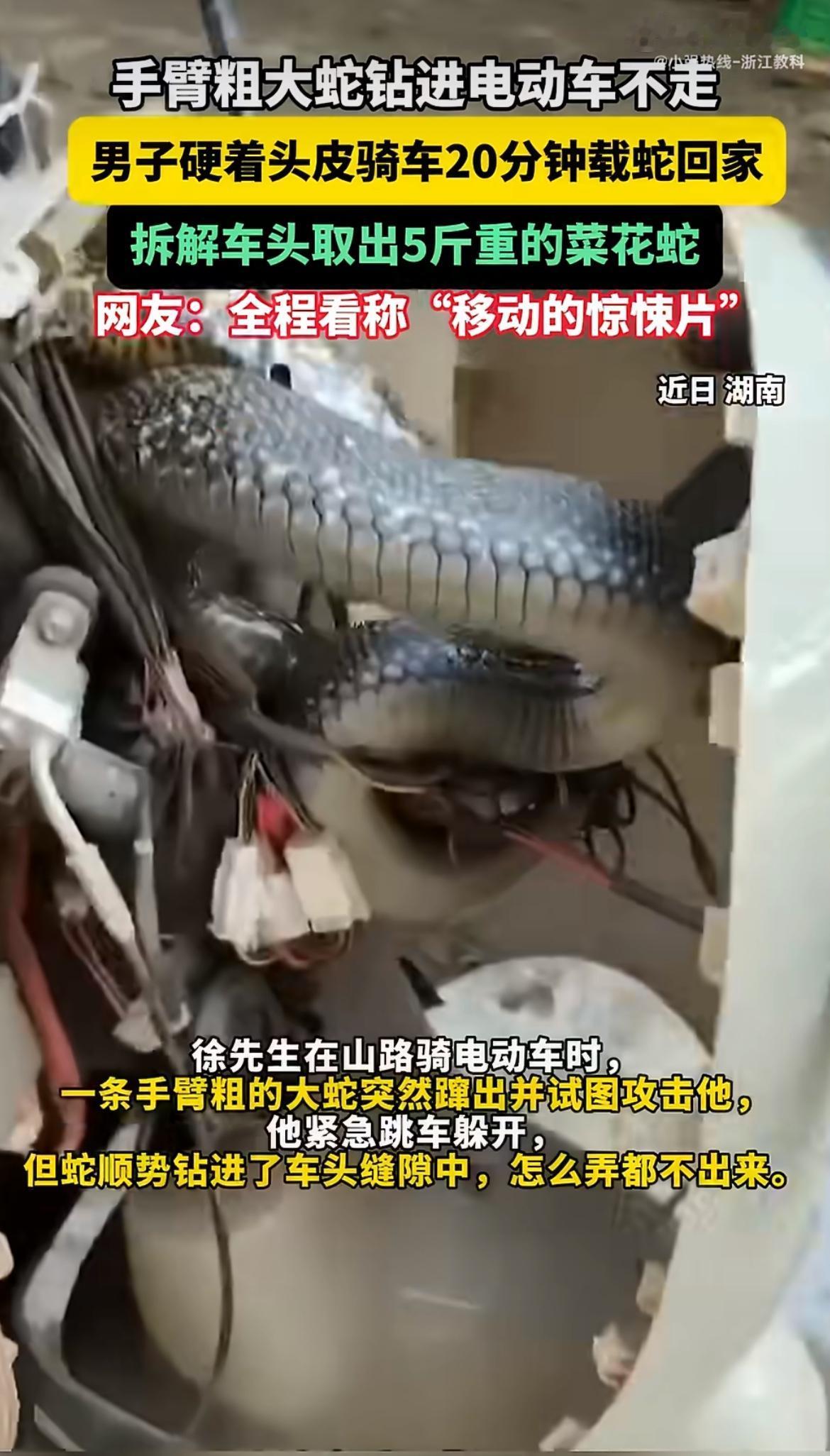 看的头皮发麻！男子路上被蛇扑，吓得扔车就跑，结果这蛇一头扎进电动车车头死活不出来