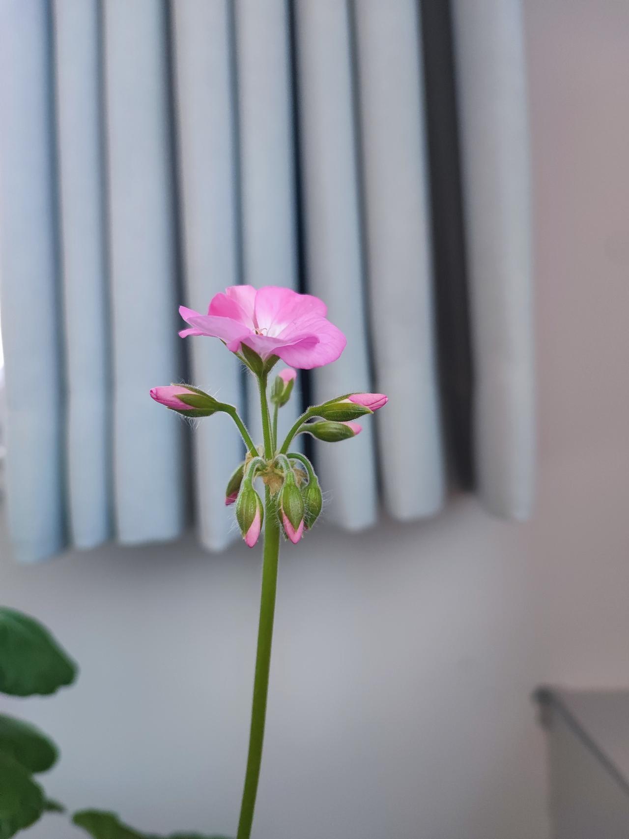 年纪大的人慎行邻居胖子爸今年七十七，前几年做过两个心脏支架，这几天感冒在村