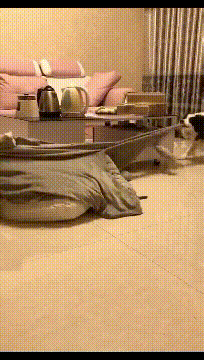 两只过不下去的狗狗要离婚，家产一人一半，被子也不例外。