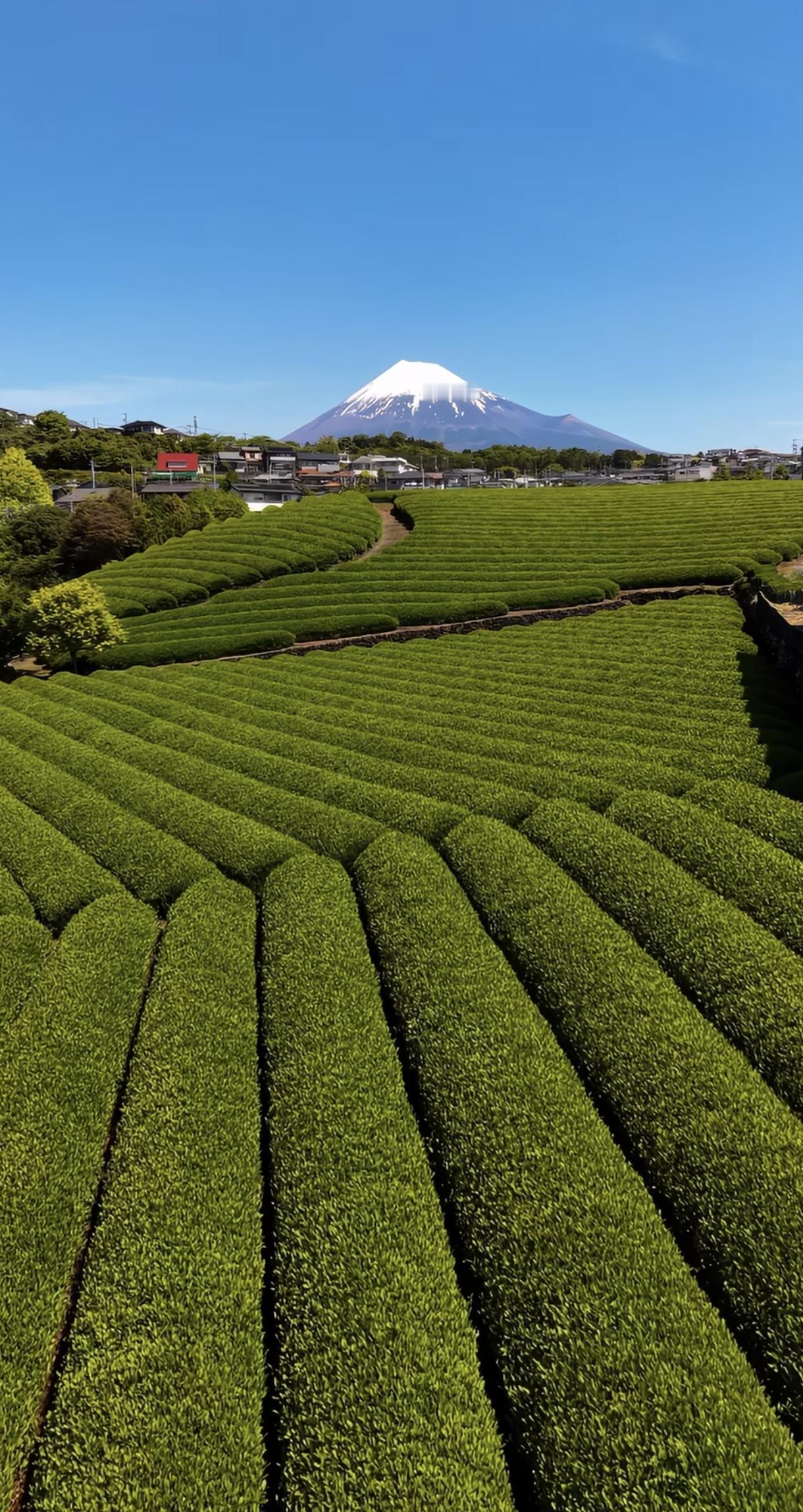 日本茶园，一看就是日本风格，精细化，用心打理。日本茶叶种植面积2.94万公顷，总
