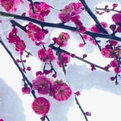 “雪恋”是苦苣苔科大岩桐属的迷你园艺品种，喜温暖、湿润、半阴环境，忌积水、强光与