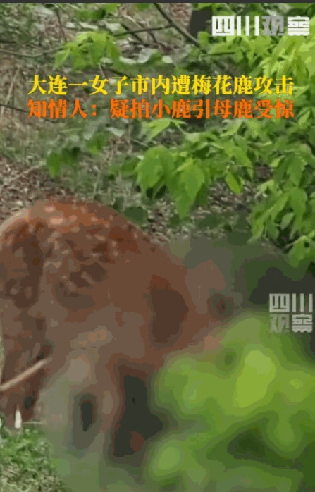 好奇心惹的祸！”辽宁大连，一只母鹿在地铁站附近产崽，恰好一位女子路过，拿着手机就