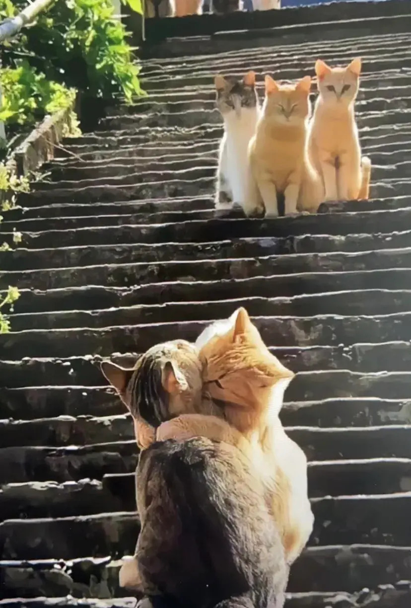 小猫咪的爱情也很甜！​​​