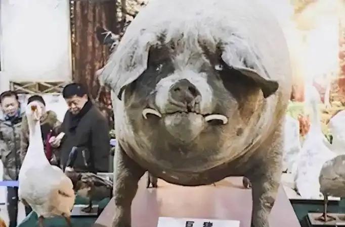 如果一只猪一辈子养着不杀，能够长到多少斤？二零零三年，浙江泰顺一位姓高的大爷买了